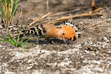 草原近 hoopoe 或 Upupa epops