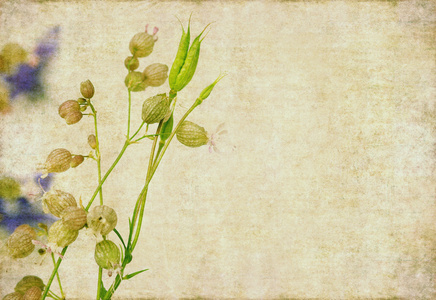 花卉背景和设计元素图片