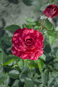 玫瑰盛开的美丽的红花, 夏天温暖的一天在花园里, 特写