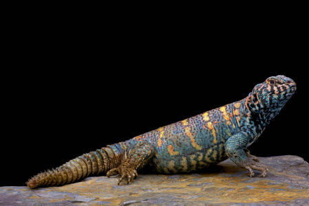 刺蜥蜴uromastyx ornata ornata, 华丽的刺尾蜥蜴, 埃及照片