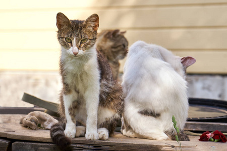 三只猫一起坐在户外在夏天天