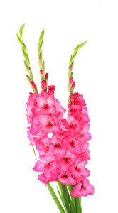 束美丽的粉红色 gladioluses，白色上孤立