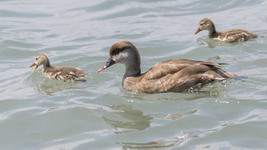 内塔 rufina, 女红冠 Pochard 和她的小狗