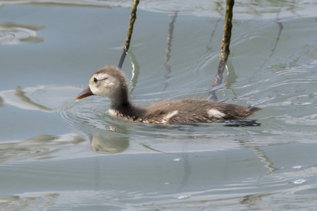 内塔 rufina, 红冠 Pochard 小狗