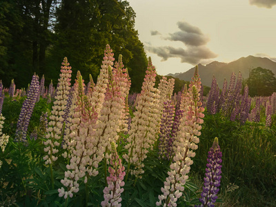 美丽的羽扇花卉领域, 新西兰夏季自然景观