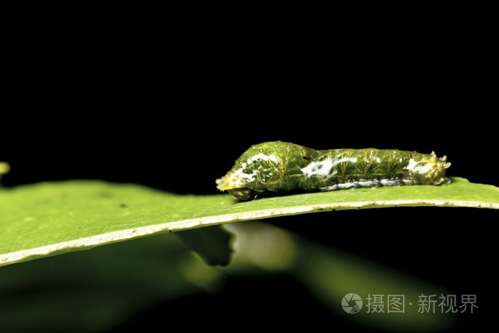 蝴蝶的幼虫