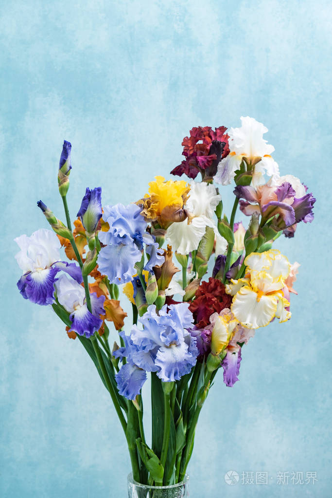 一束五颜六色的鸢尾特写