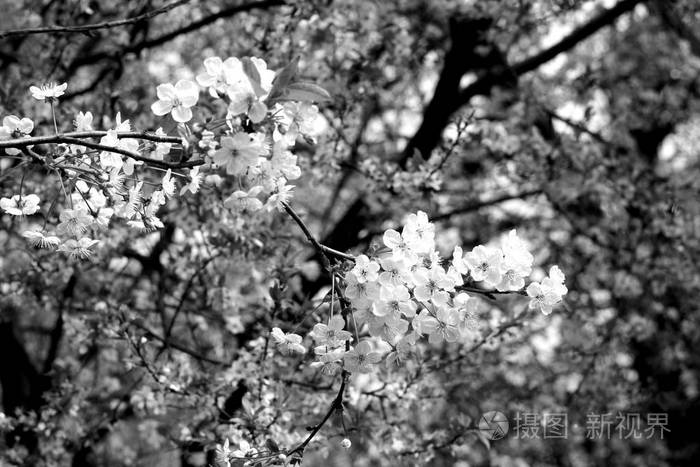 樱花树散景黑白相间