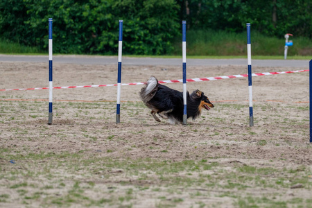 actiion 中的边境牧羊犬敏捷演习