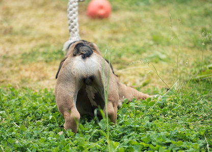 英国斗牛犬小狗背部特写3月在花园里玩玩具