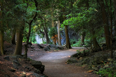 路径中的自然保育区佛瑞斯图片