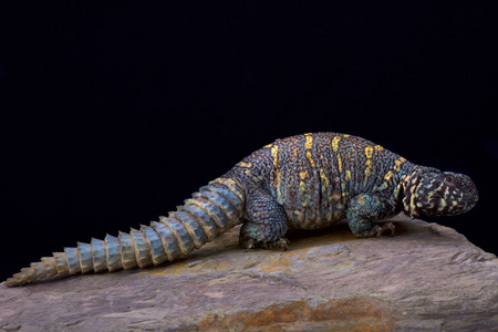 Uromastyx ornata ornata, 华丽的刺尾蜥蜴, 埃及