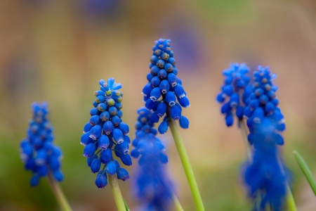 蓝色花穆斯卡里或小鼠风信子芽生叶。毒蛇弓