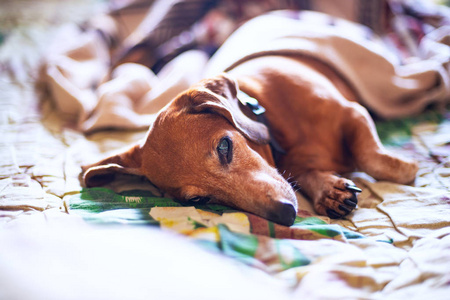 老滑稽的猎犬躺在床下的毯子, 看着相机