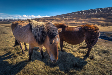 冰岛荒野2018年5月06日 冰岛的马在沙漠中的荒野