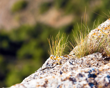 岩石与干燥草特写对森林背景, 塔拉戈纳, 西班牙。特写