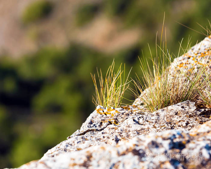 岩石与干燥草特写对森林背景, 塔拉戈纳, 西班牙.特写