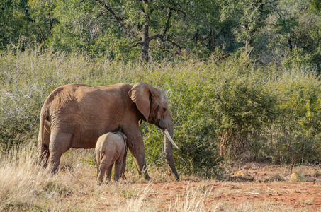 大象婴孩与母亲在南非国家公园