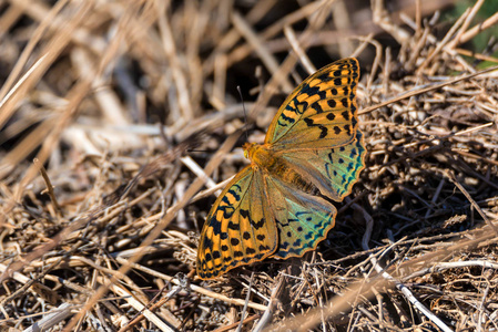 红衣主教蝴蝶或 Argynnis 潘多拉关闭