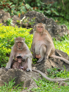 猴子家族 猴 在考王碧武里泰