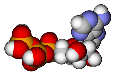 磷酸分子三磷酸腺苷 atp 空间填充分子模型照片