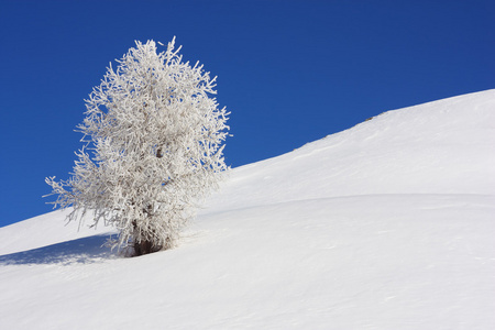 雪盖的树