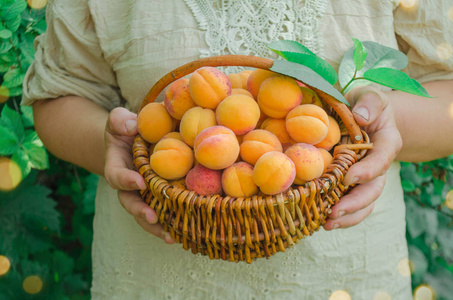 篮子成熟的杏。持有杏的人。妇女享受杏在果园