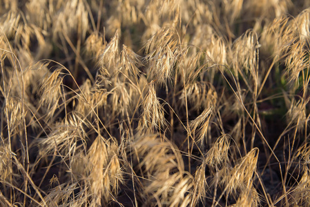 动物营养盛开的野生小麦, 在黄昏的动物营养照片