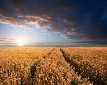 令人惊叹 wheatfield 景观夏季日落