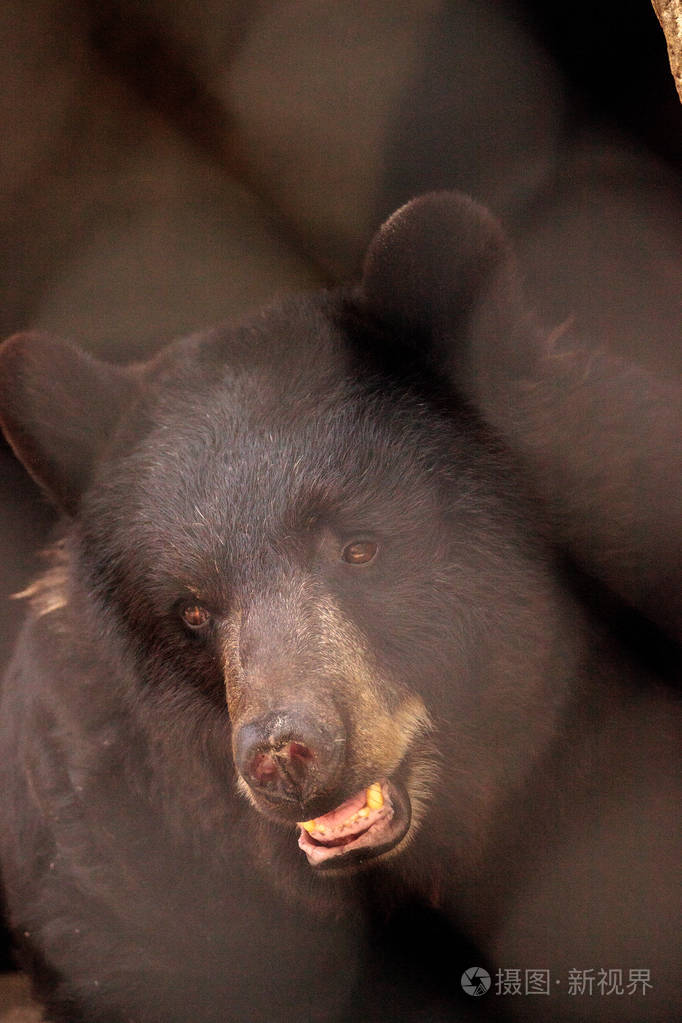 黑熊厄休斯钩虫在佛罗里达南部温暖的日子里放松自己的洞穴