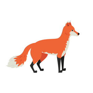 可爱的狐狸在白色背景。矢量插图