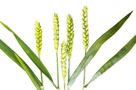 在白色背景植物和植物中分离的小麦芽