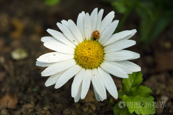 除虫菊 除虫菊 雨后照片 正版商用图片0501f1 摄图新视界
