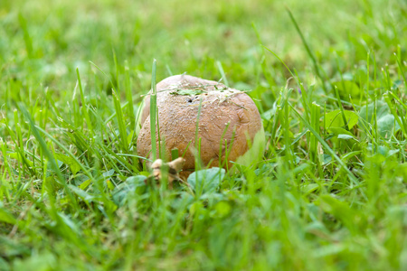 苹果的树木有病桃褐腐病菌的果实照片