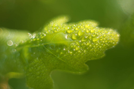 露水滴在树叶和草上。dros 露中宏叶草技术的照片