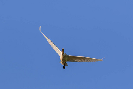 在多瑙河三角洲，罗马尼亚在飞行中的常见琵鹭