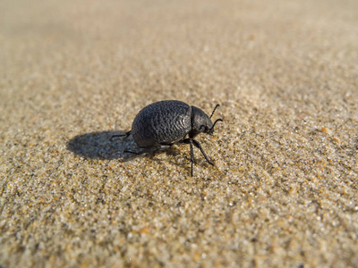 阳光明媚的夏日沙滩上的黑甲虫