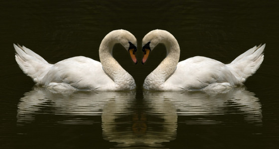 两个天鹅制作爱情符号照片照片