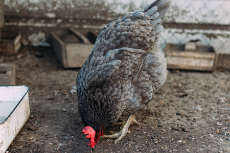 棕色的国内母鸡的肖像, 头上有红色的波峰。鸡家禽生产天然肉蛋。生长在孵化场的小鸡。特写全高