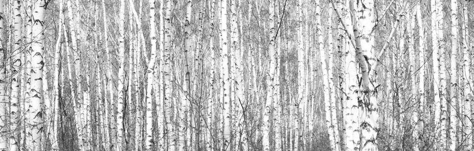 白桦林中黑白白桦的黑白照片与其他桦树之间的桦树树皮