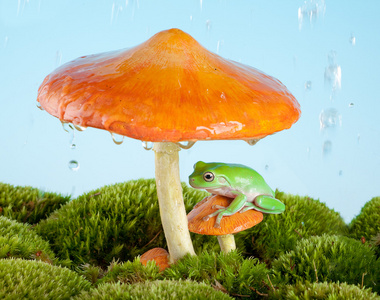 在雨中的青蛙照片