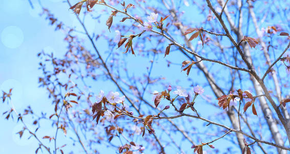 横幅美丽的树枝上的花朵在天空的背景。自然鲜艳的颜色