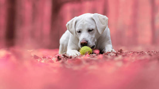 年轻可爱的白色拉布拉多猎犬犬狗与漂亮的脸户外