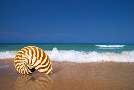 鹦鹉螺海贝壳, 在潮湿的金色沙滩上反射, 对蔚蓝的海浪, 自然美丽的背景