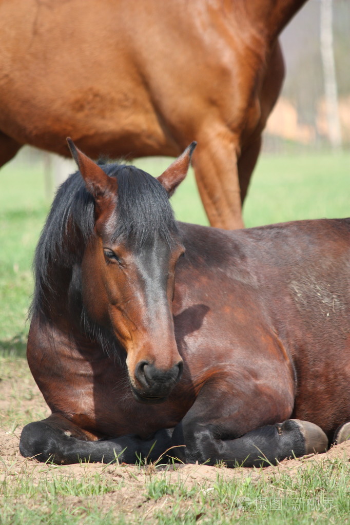 睡在地上的棕色马