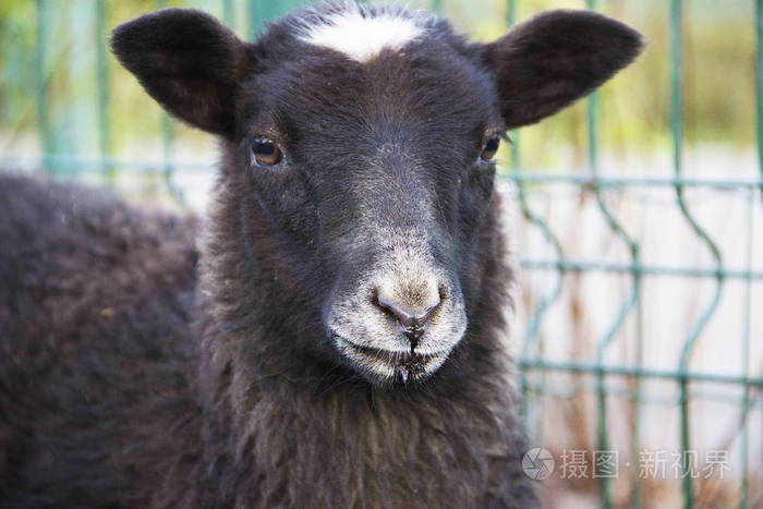 在动物园里一个滑稽的黑羊羔的肖像与白色斑点在她的头上
