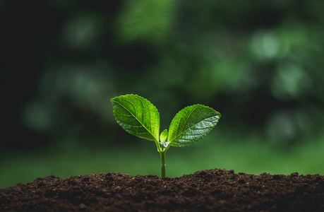 植物幼苗在自然植物树自然背景植物咖啡幼苗在自然绿色新鲜照片