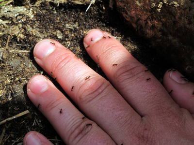 手用蚂蚁照片