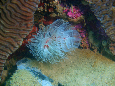 菲律宾吕宋岛，阿尼洛，管蠕虫惊人的和神秘的海底世界
