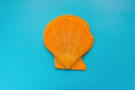 在蓝色背景上查看扇贝壳照片